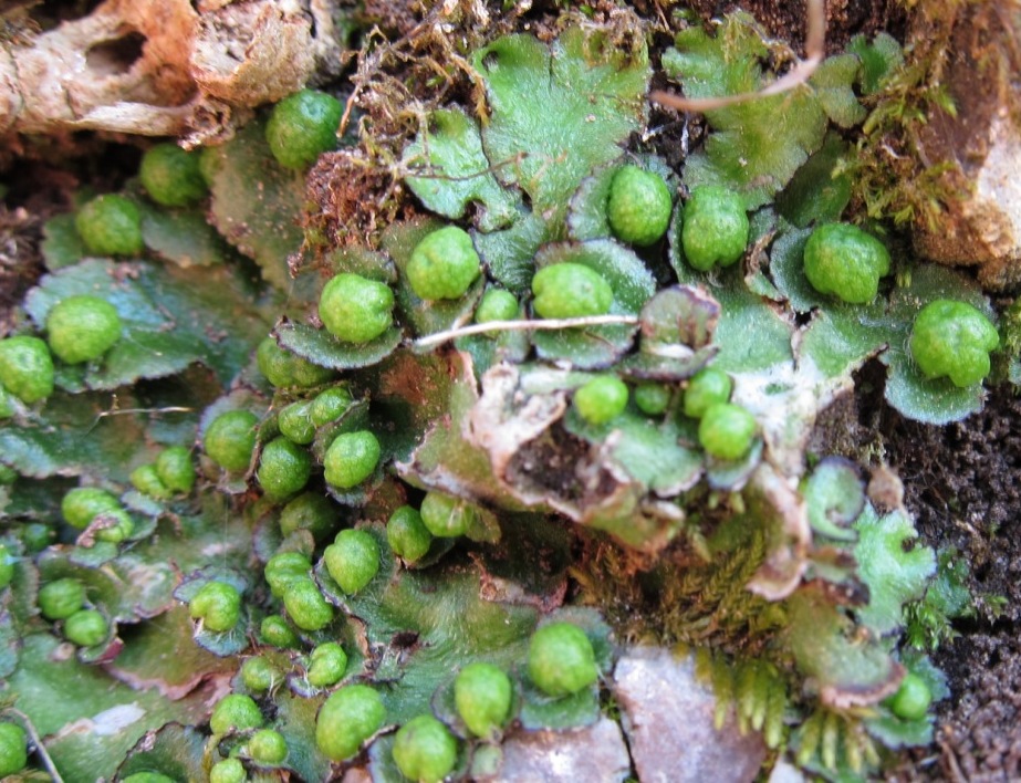 Reboulia hemisphaerica??